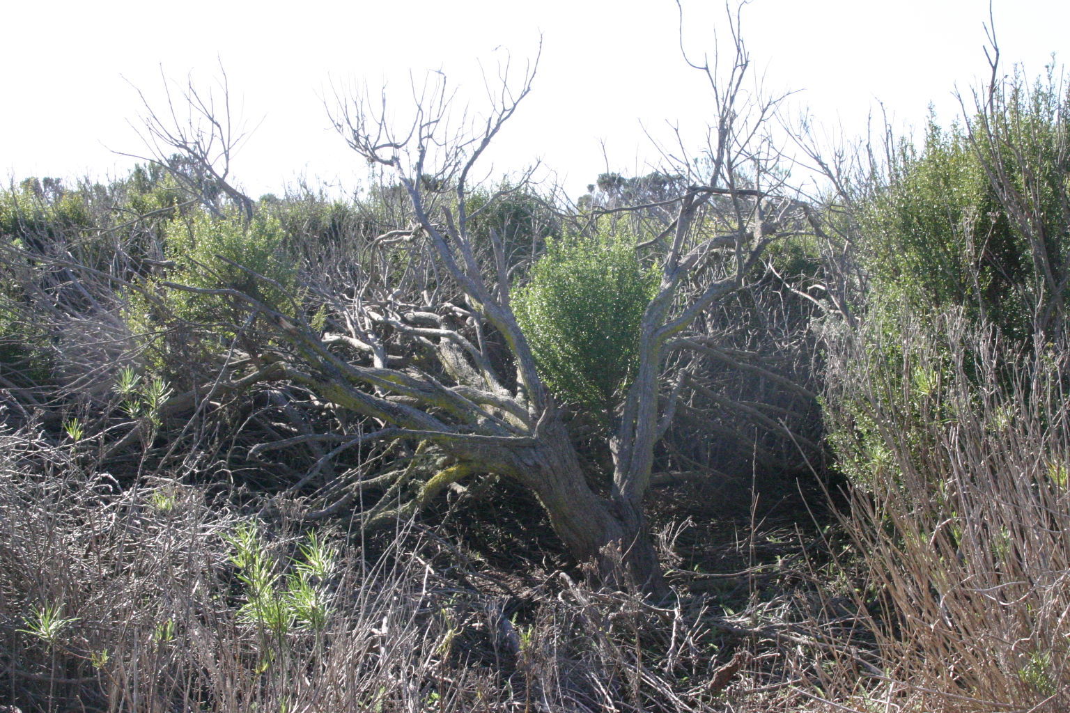 Oso Flaco Boardwalk